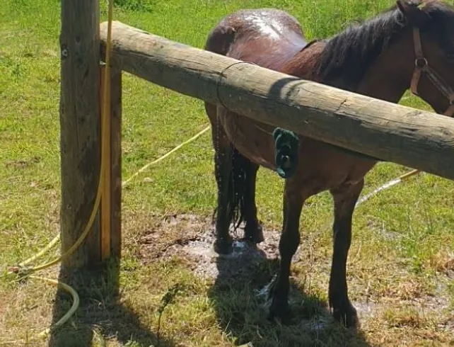 Un poney à la douche, au pré