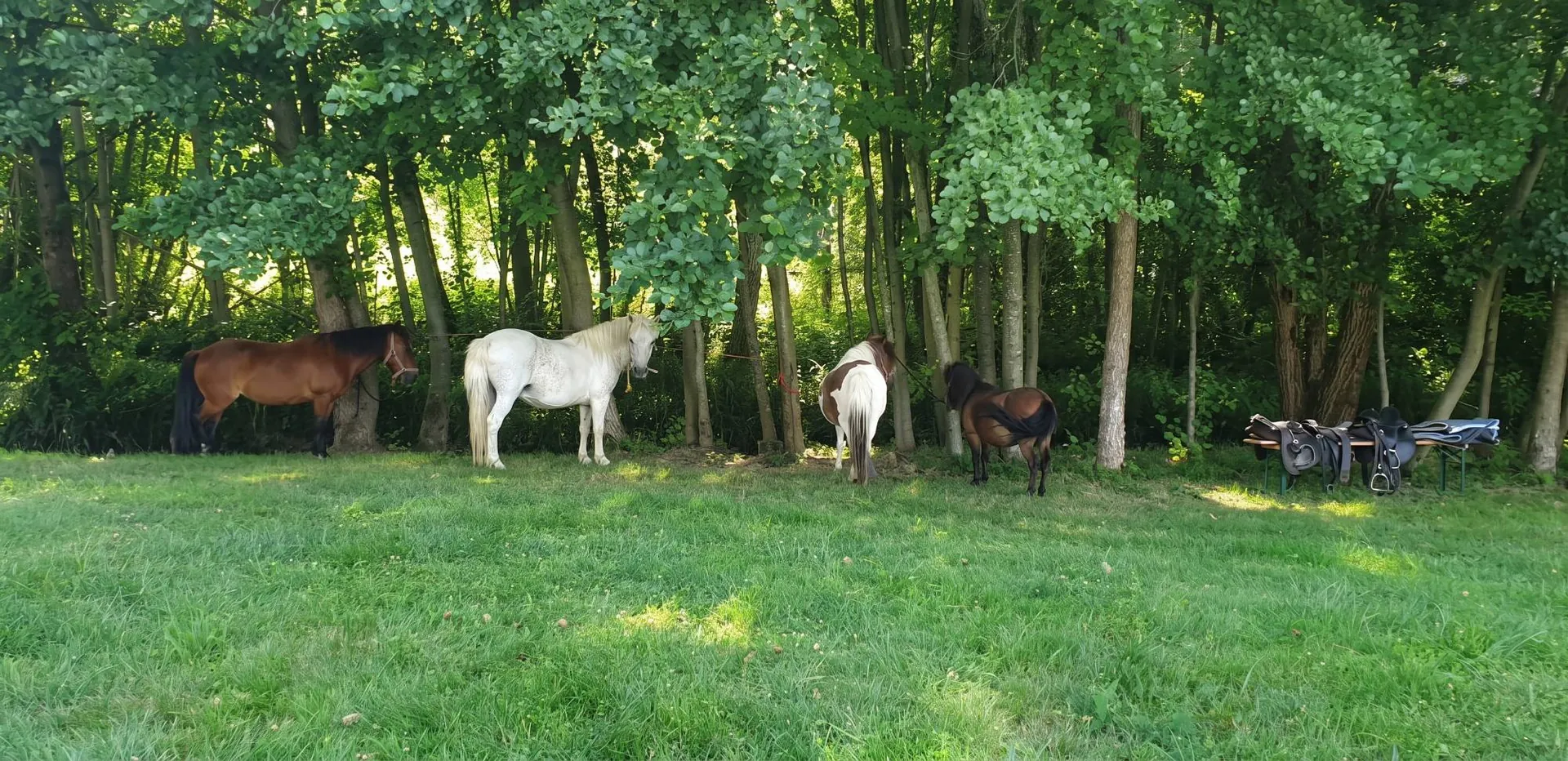 Un cheval et trois poneys au repos à l'ombre des peupliers, les selles posées sur une table