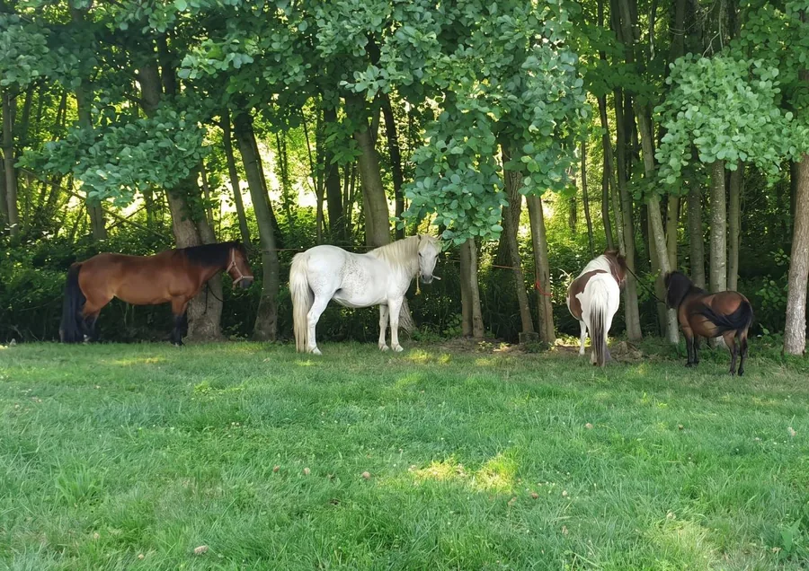 Un cheval et des poneys à l'ombre des peupliers, au pré