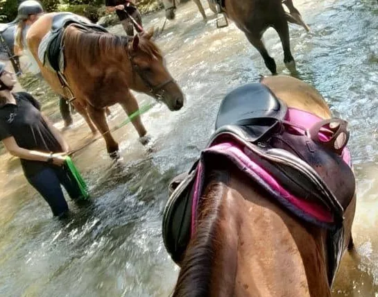 Chevaux et poneys dans la rivière, pendant une balade